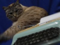 Schreibmaschine mit Katze